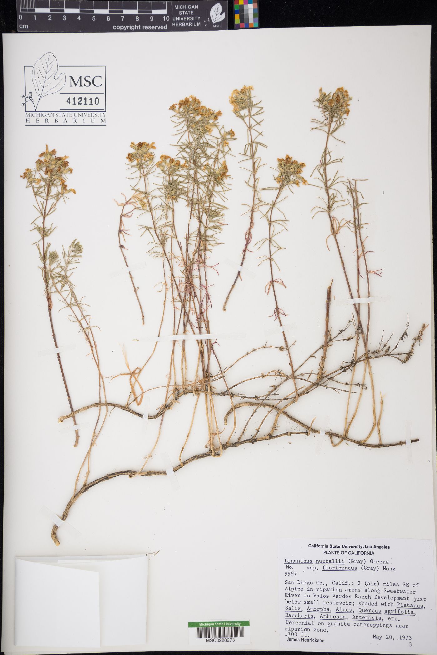 Linanthus floribundus subsp. floribundus image