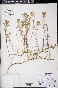 Linanthus floribundus subsp. floribundus image