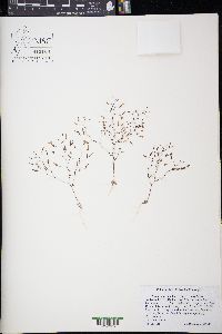 Nemacladus longiflorus var. longiflorus image