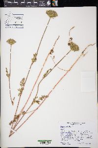 Daucus pusillus image