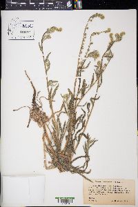 Amsinckia menziesii image