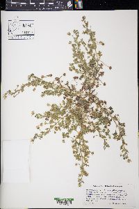 Nemophila menziesii subsp. integrifolia image