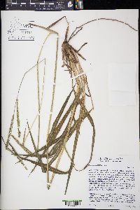 Paspalum dilatatum image