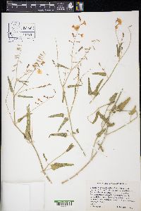 Cyphomeris gypsophiloides image