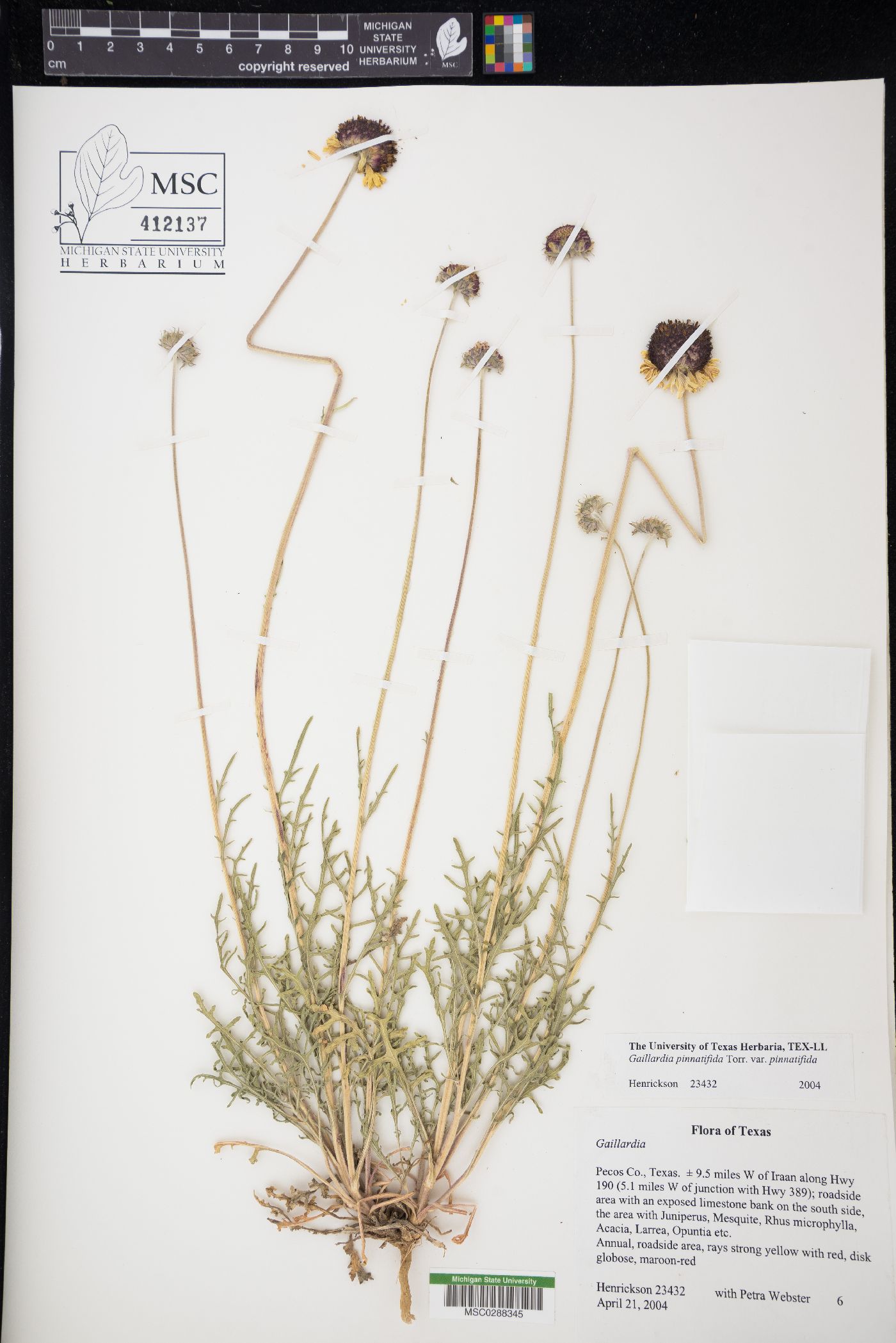Gaillardia pinnatifida var. pinnatifida image