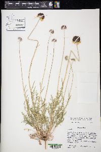 Gaillardia pinnatifida var. pinnatifida image