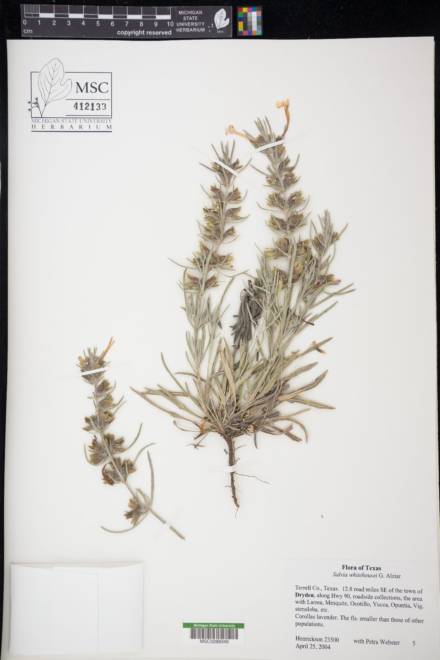 Salvia whitehousei image