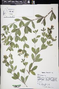 Baptisia nuttalliana image