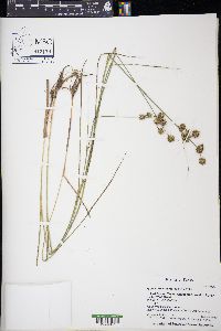 Juncus texanus image