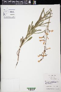 Penstemon laxiflorus image