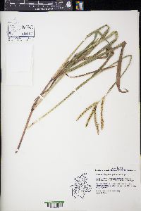 Paspalum pubiflorum image