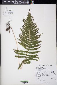 Thelypteris ovata var. lindheimeri image