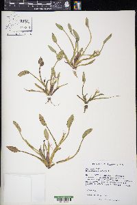 Heteranthera limosa image