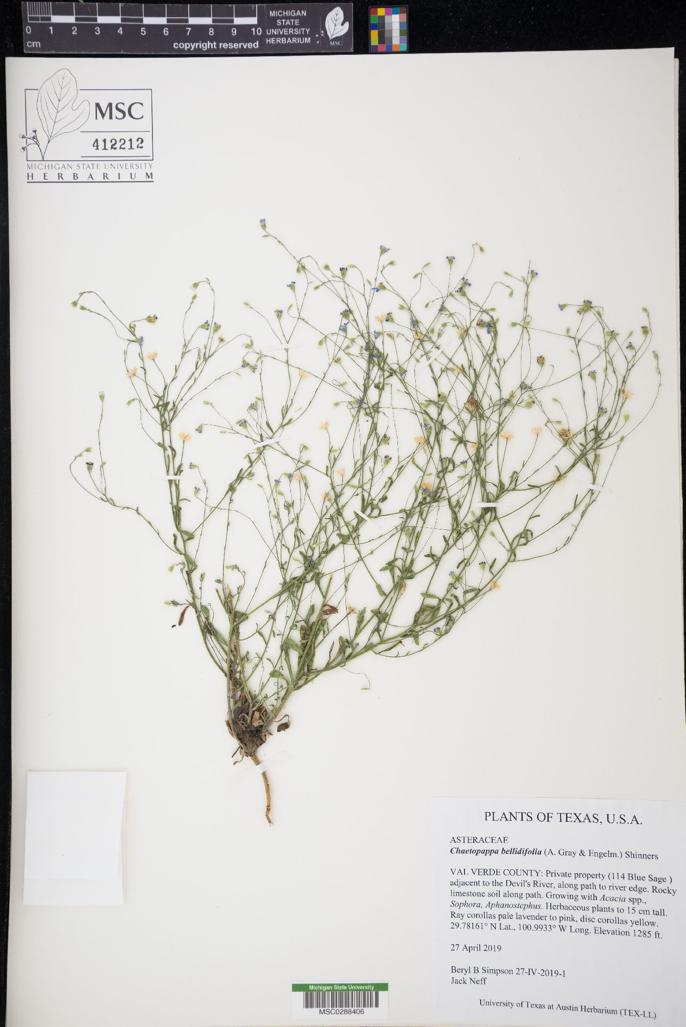 Chaetopappa bellidifolia image