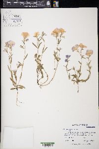 Phlox roemeriana image