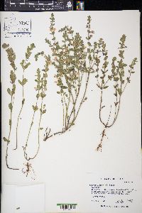 Scutellaria drummondii image