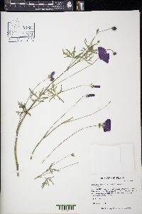 Callirhoe digitata image