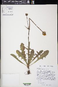 Pyrrhopappus grandiflorus image