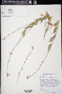 Oenothera patriciae image