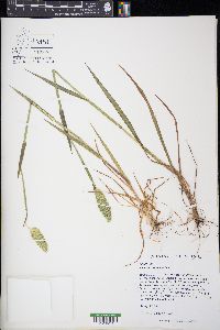 Phalaris caroliniana image