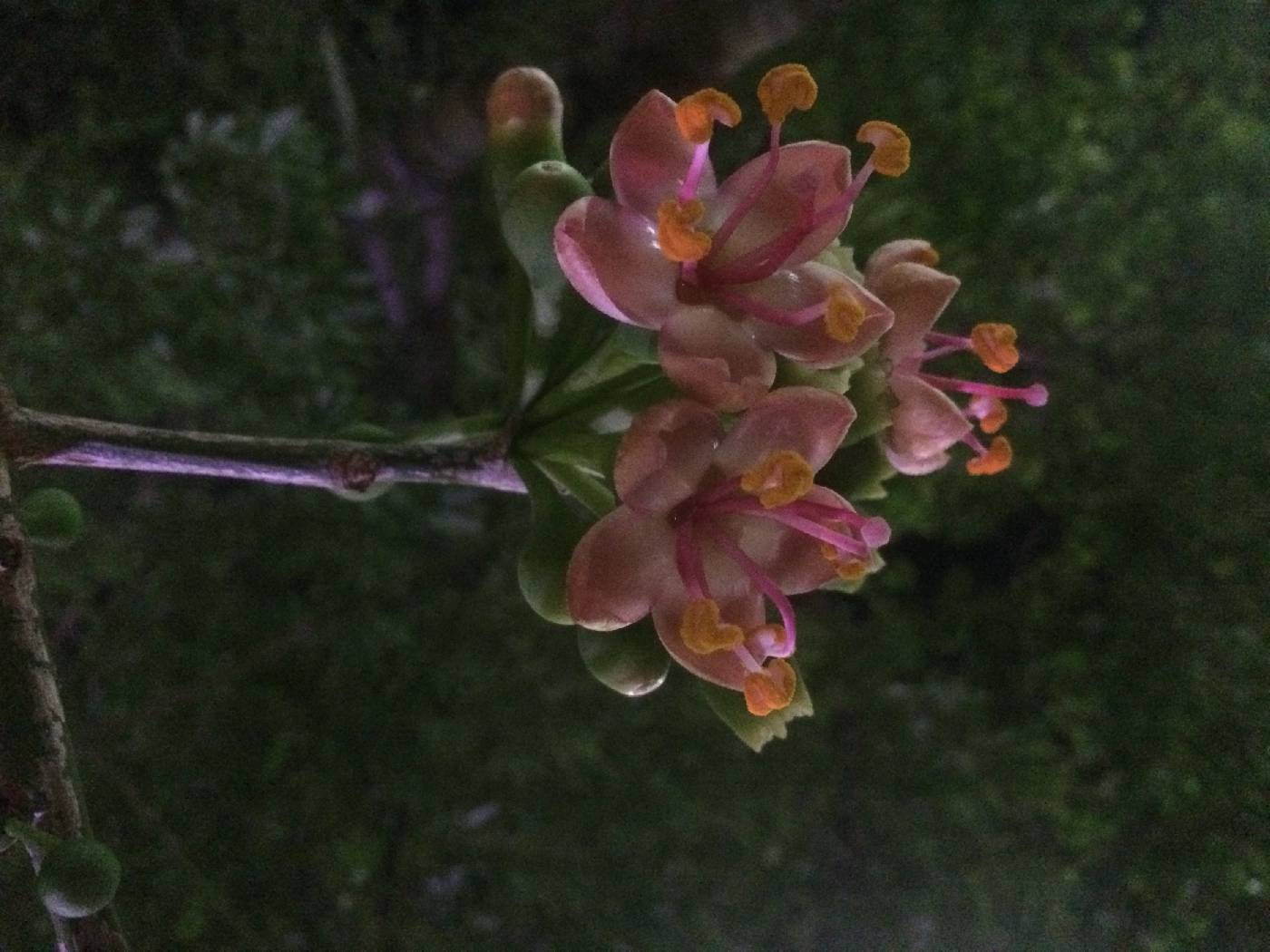 Ceiba pentandra image