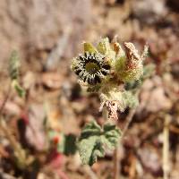 Sphaeralcea coulteri image