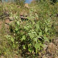 Abutilon abutiloides image