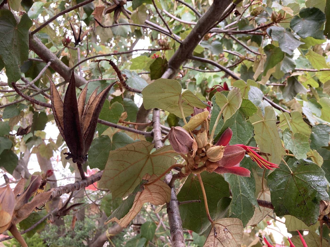 Chiranthodendron image