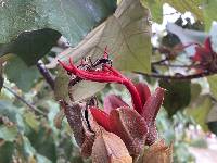 Image of Chiranthodendron pentadactylon