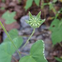 Anoda crenatiflora image