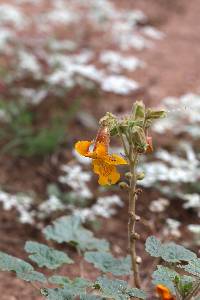 Proboscidea altheifolia image