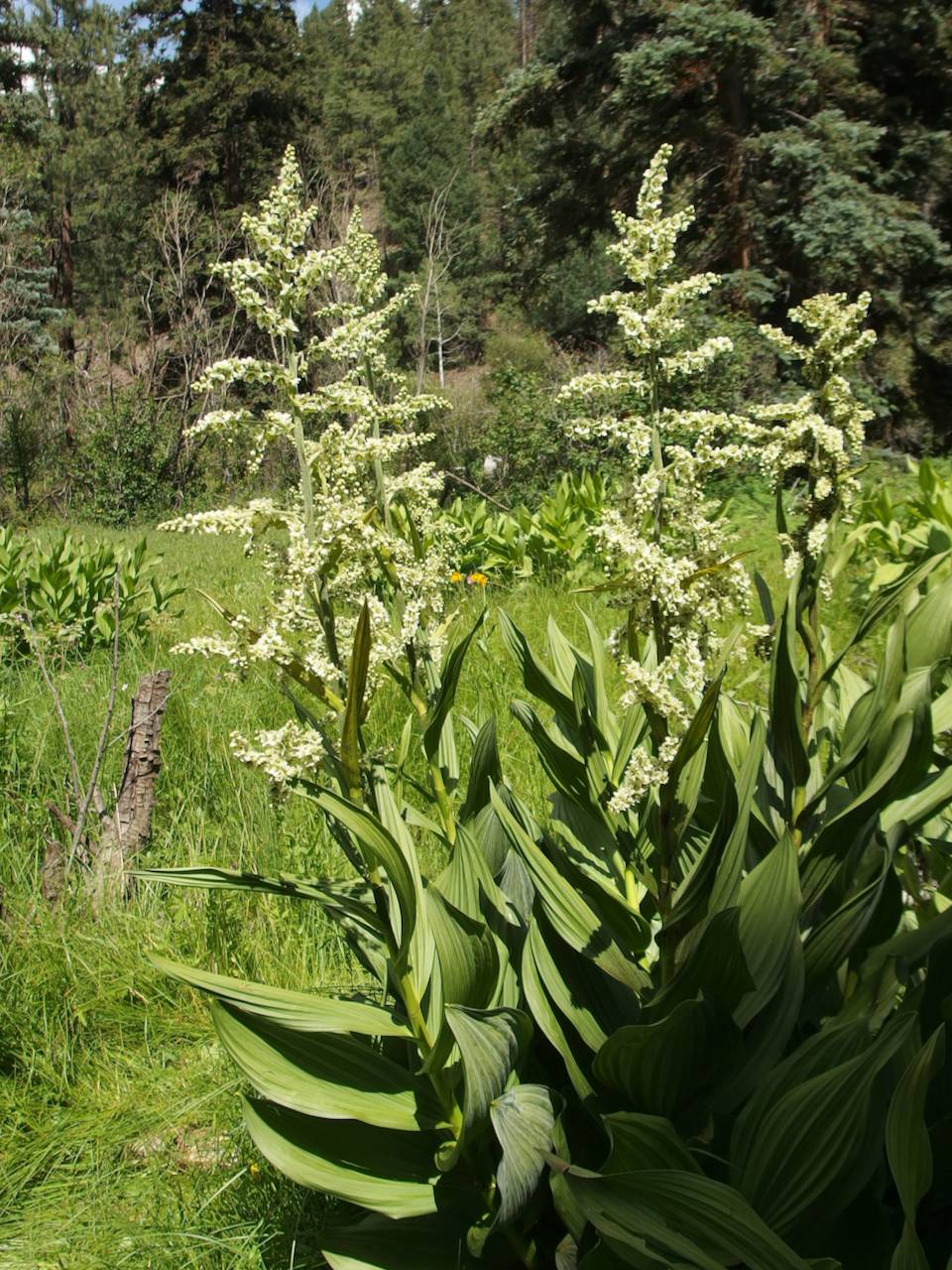 Veratrum californicum image