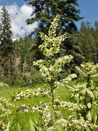 Veratrum californicum image