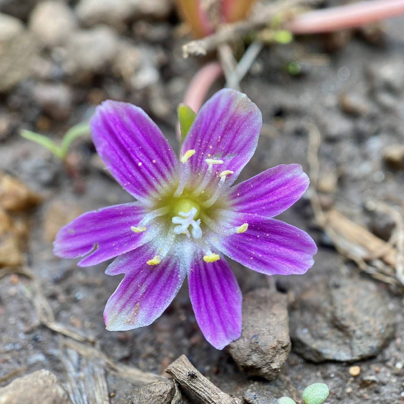 Lewisia pygmaea image