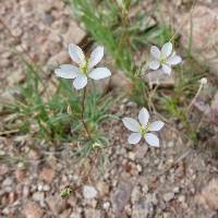 Phemeranthus parviflorus image