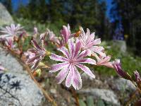 Lewisia cotyledon image