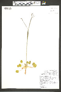 Eriogonum fusiforme image