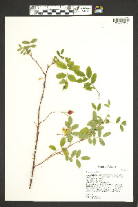 Rosa woodsii image