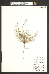 Hedeoma nana subsp. nana image