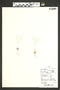 Aliciella leptomeria image