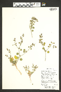 Eriogonum divaricatum image