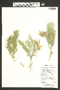 Amsonia tomentosa var. stenophylla image