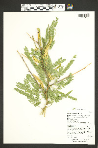 Prosopis glandulosa image