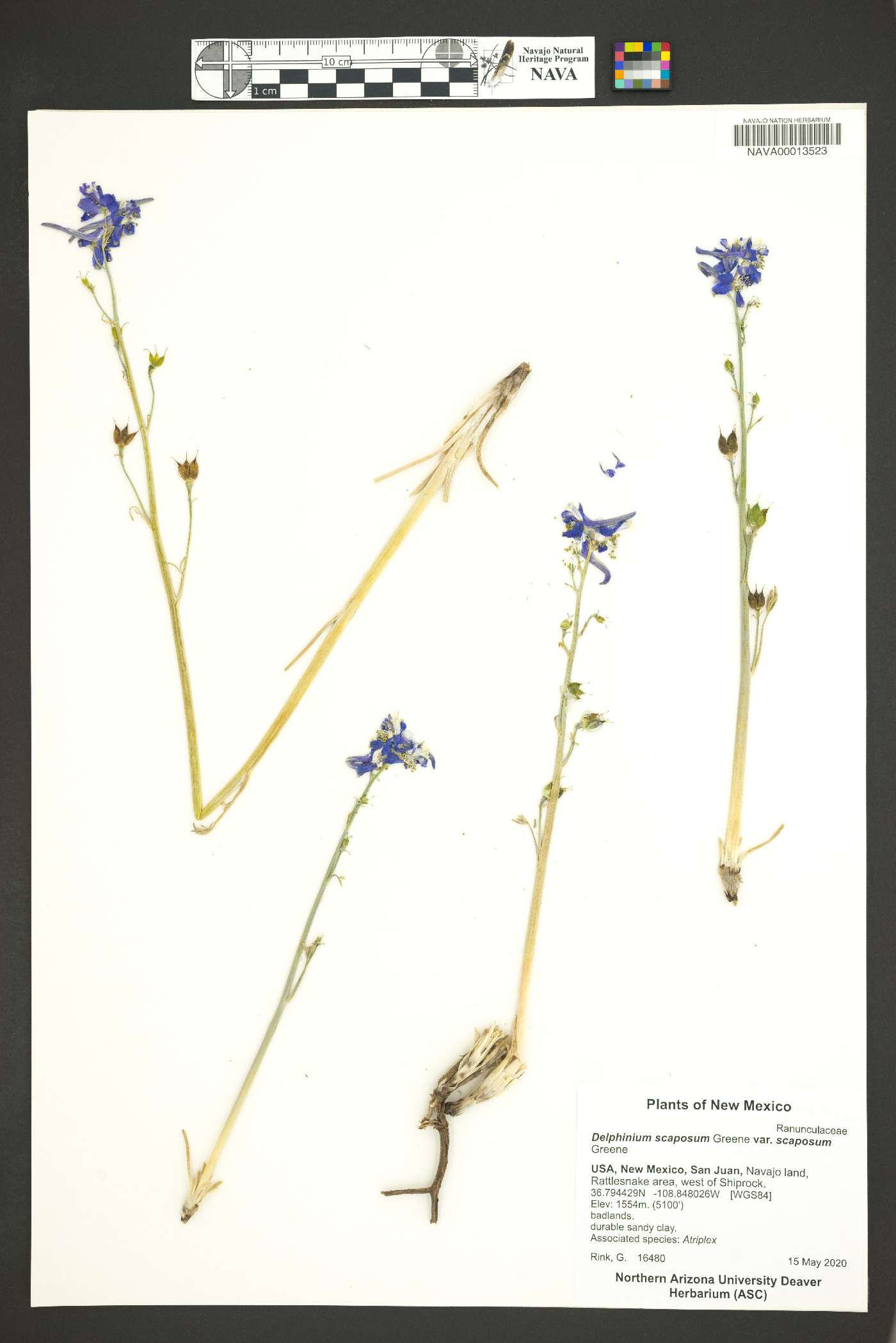 Delphinium scaposum var. scaposum image