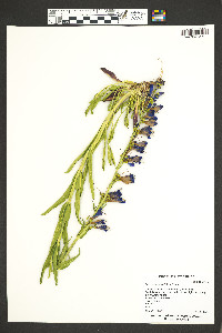 Penstemon strictus image