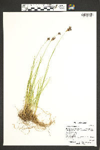 Juncus longistylis image