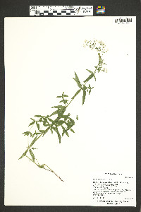 Galium fendleri image