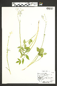 Berula erecta image