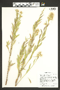 Baccharis salicina image