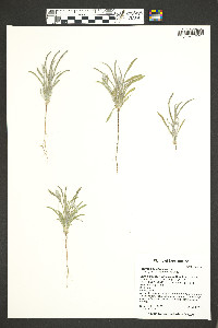 Plantago patagonica image